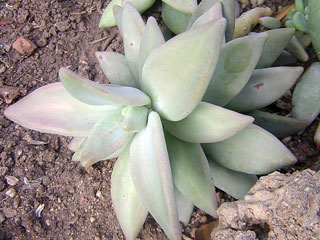 Pachyphytum werdermannii   - Pot  6 cm