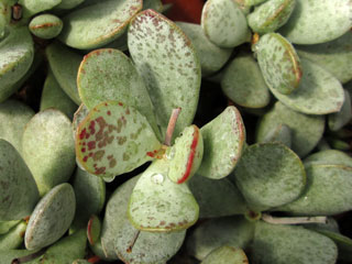 Adromischus inamoenus ? (ex Adr. alstonii) 