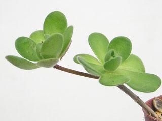 Aeonium saundersii   - Pot  5 cm