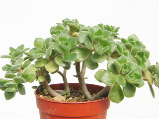 Aichryson bethencourtianum   - Pot  5 cm
