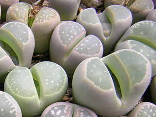 Lithops olivacea  C109   - Pot  5 cm