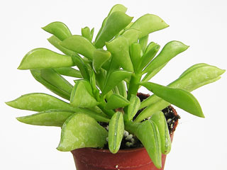 Peperomia dolabriformis   - Pot  5 cm
