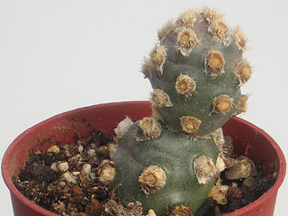 Tephrocactus molinensis   - Pot  5 cm