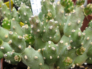 Cumulopuntia boliviana ssp. dactylifera   - Pot  5 cm