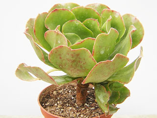 Aeonium x wildpretii (canariense x arboreum)   - Pot 10 cm