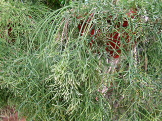Rhipsalis teres fma. prismatica   - Pot  8 cm