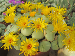 Conophytum flavum 