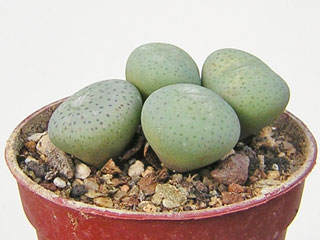 Conophytum wettsteinii ssp. ruschii en végétation