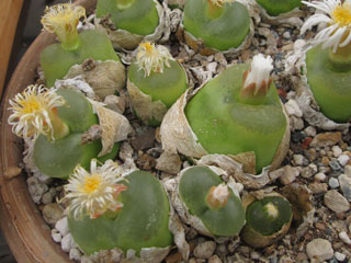 Ophthalmophyllum maughanii v. armeniacum 