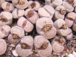 Lithops salicola ''Maculate form'' C86   - Pot  5 cm