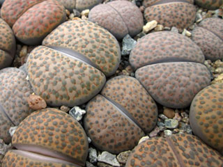 Lithops fulviceps  C284   - Pot  5 cm