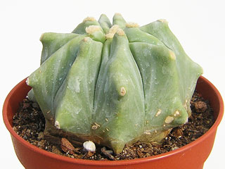 Ferocactus glaucescens fma. nuda 
