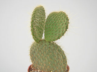 Opuntia galapageia var. echios