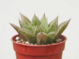 Haworthia sessiliflora   - Pot  6 cm