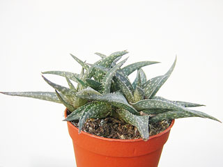 Aloe 'Winter Sky'   - Pot  5 cm