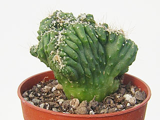Cereus 'Peruvianus Monstruosus Cristata' 