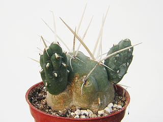 Cumulopuntia chichensis     - Pot  6 cm