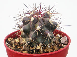 Ferocactus lindsayi   - Pot 10 cm