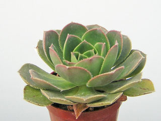 Aeonium davidbramwellii   - Pot  8 cm