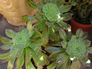 Aeonium arboreum v. holochrysum (vestitum) x palmense F1   - Pot 10 cm