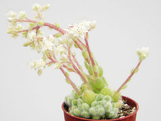 Sedum mocinianum 