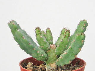 Euphorbia debilispina (=E. sp. Leach 14143)   - Pot  5 cm