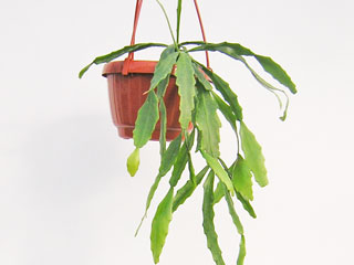 Rhipsalis goebeliana     - Pot  8 cm