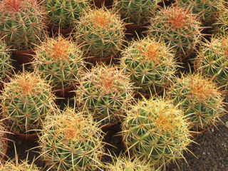 Ferocactus diguetii x pilosus   - Coupe 20 cm