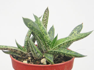 Gasteria bicolor var. lilliputana 'Mini'   - Pot  5 cm
