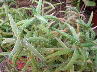 Aloe millotii forme feuilles vertes 