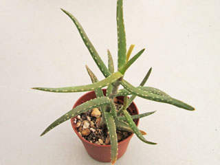 Aloe millotii forme feuilles vertes   - Pot  8 cm