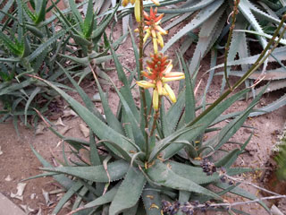 Aloe lutescens  (=Aloe cryptopoda var. lutescens)   - Pot 14 cm
