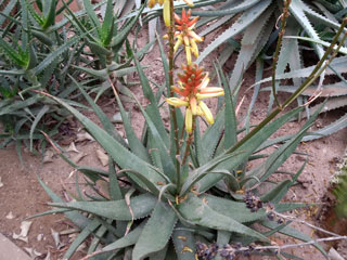 Aloe lutescens  (=Aloe cryptopoda var. lutescens) 