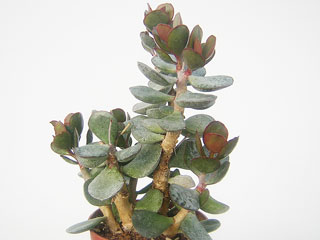 Adromischus maculatus (sp. aff. triflorus) Mossel Bay   - Pot  6 cm