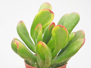 Crassula ovata 'Red Horn Tree'   - H 30-35 cm