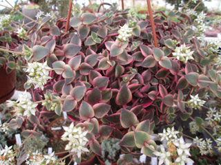 Crassula pellucida 'Calico Kitten' 