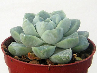 Echeveria elegans (albicans)   - Pot  5 cm