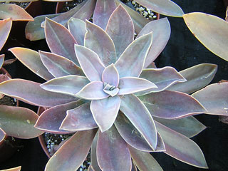 Graptoveria 'Jérémie' 