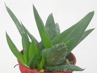 Alworthia 'Black Gem' (=Aloe 'Black Gem')   - Pot  5 cm