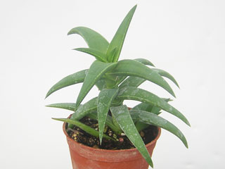 Aloe 'Tyson'   - Pot  5 cm