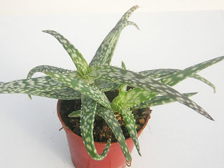 Aloe 'Juliette'   - Pot  6 cm