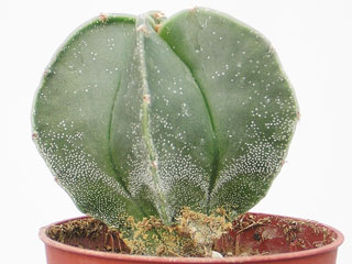 Astrophytum myriostigma var. nudum  'Fjordhest'   - Pot  8 cm