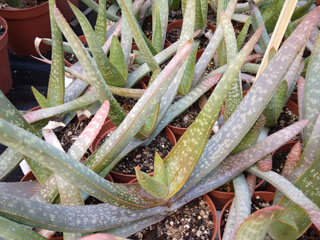 Aloe buhrii     - Pot  8 cm