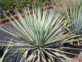 Yucca rigida   - H 40-50 cm stipe 10 cm
