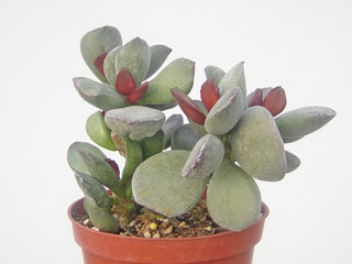 Adromischus marianiae var. kubusensis 'Blosianus' 