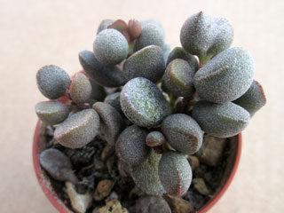 Adromischus marianiae 'Little Spheroid'   - Pot  5 cm