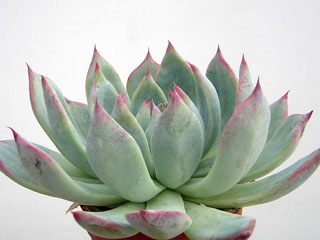 Echeveria 'Beatrice' (ex 'Tippy')   - Pot  6 cm