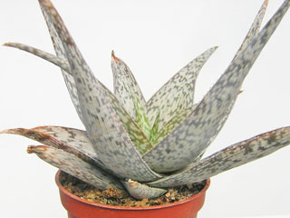 Aloe rauhii 'Snowflake'   - Pot  6 cm