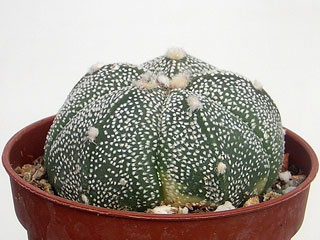 Astrophytum 'Coas' (coahuilense x asterias) 