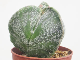 Astrophytum myriostigma fma. tricostatum   - Pot  5 cm